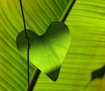 corazon verde